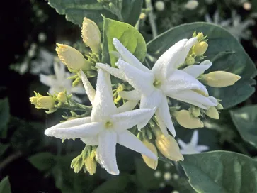 invio fiori per auguri-1