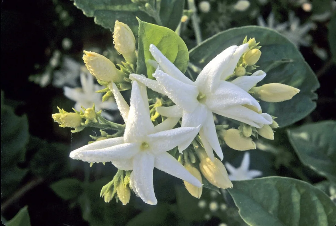 invio fiori per auguri-1