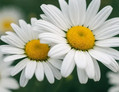 invio fiori per auguri-5