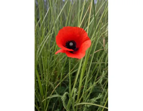 invio fiori per auguri-6