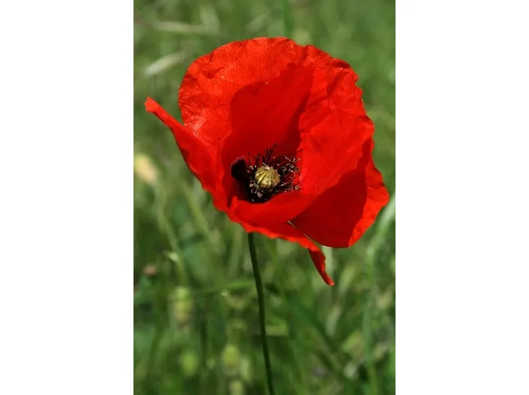 invio fiori per auguri-6