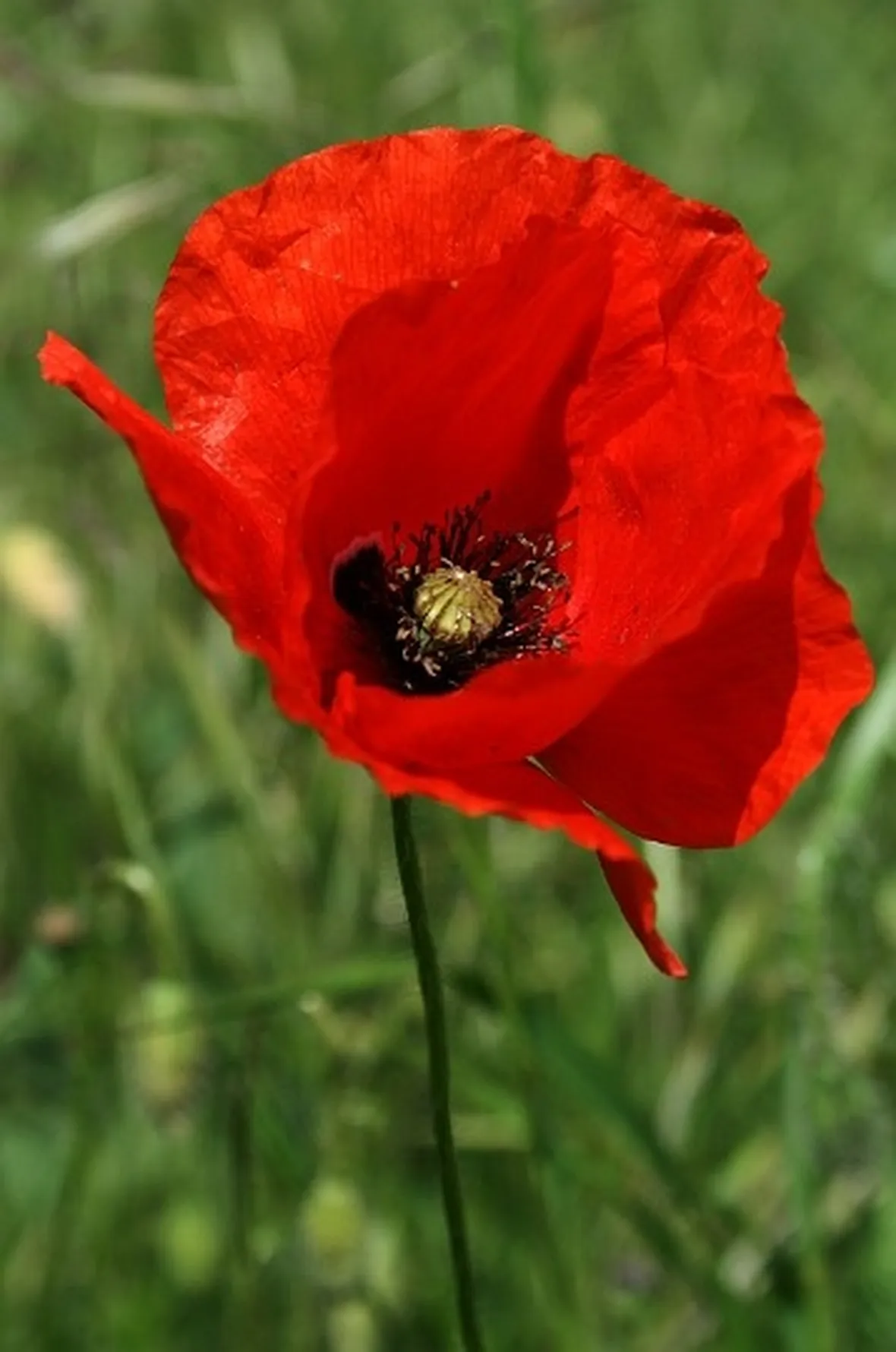 invio fiori per auguri-6