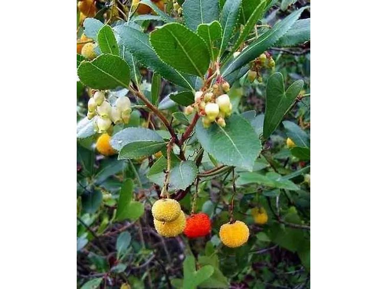 invio fiori per aziendali-4