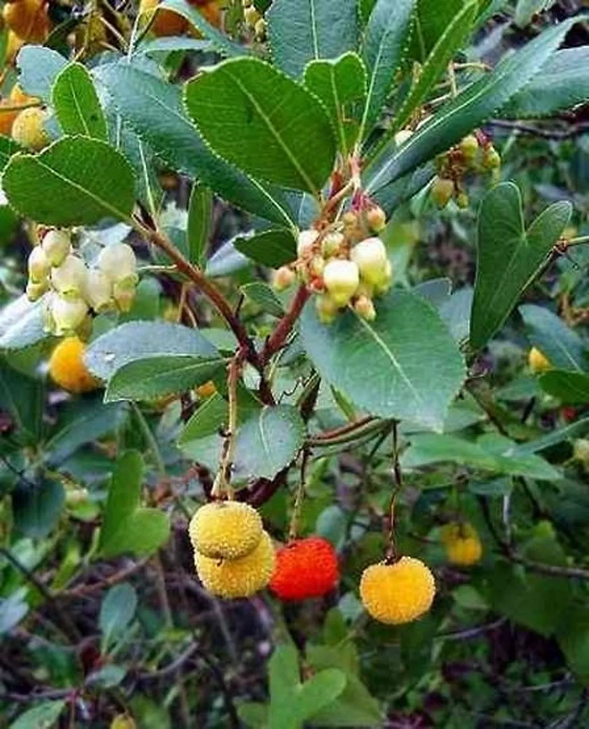 invio fiori per aziendali-4