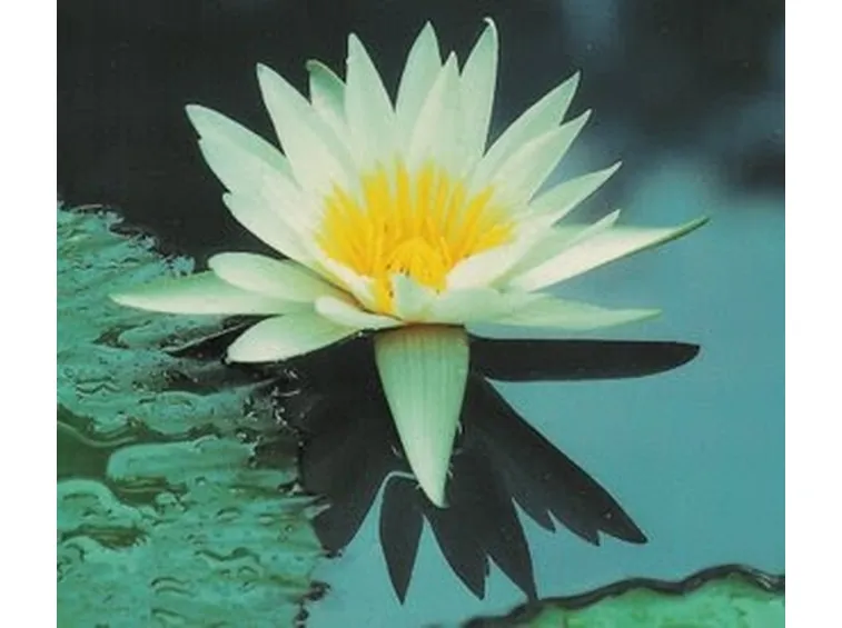 invio fiori per battesimo-3