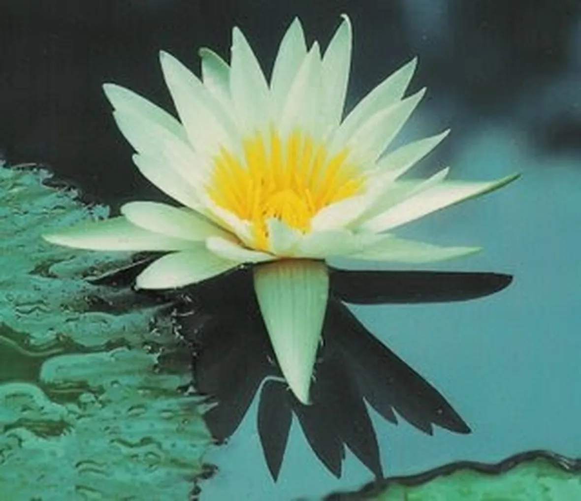 invio fiori per battesimo-3