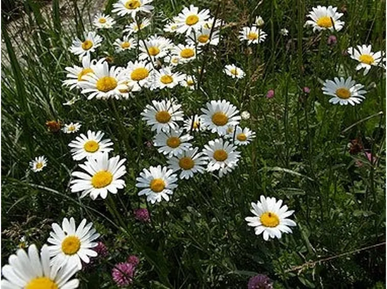 invio fiori per battesimo-4