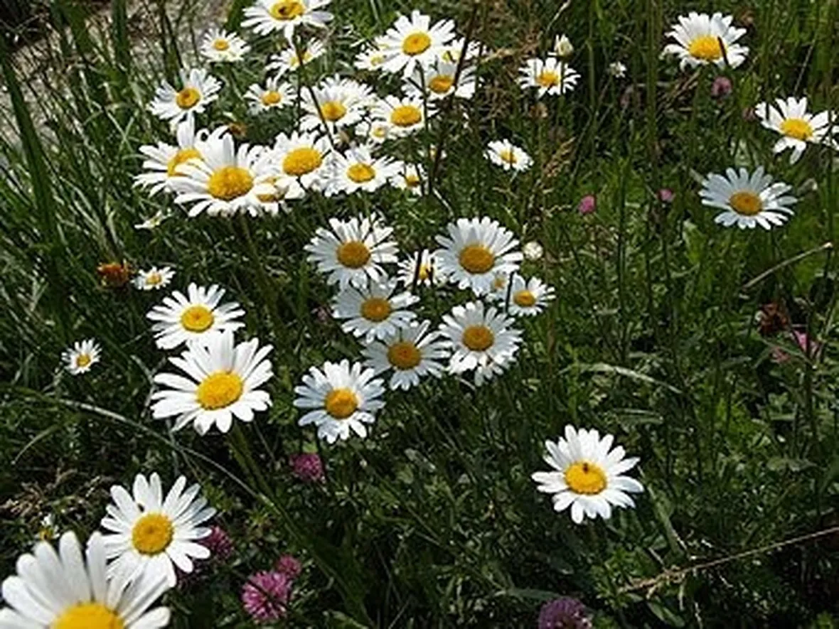invio fiori per battesimo-4