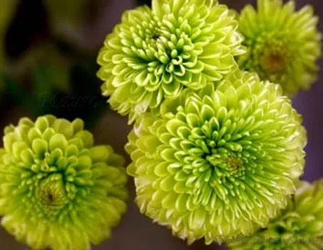 invio fiori per battesimo-5
