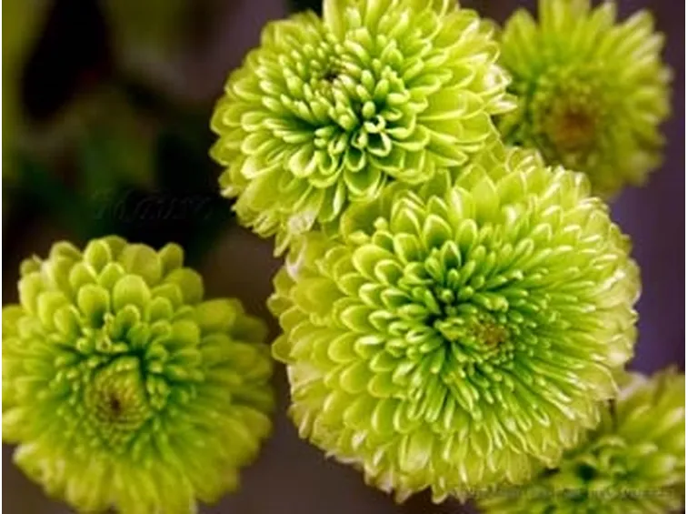 invio fiori per battesimo-5