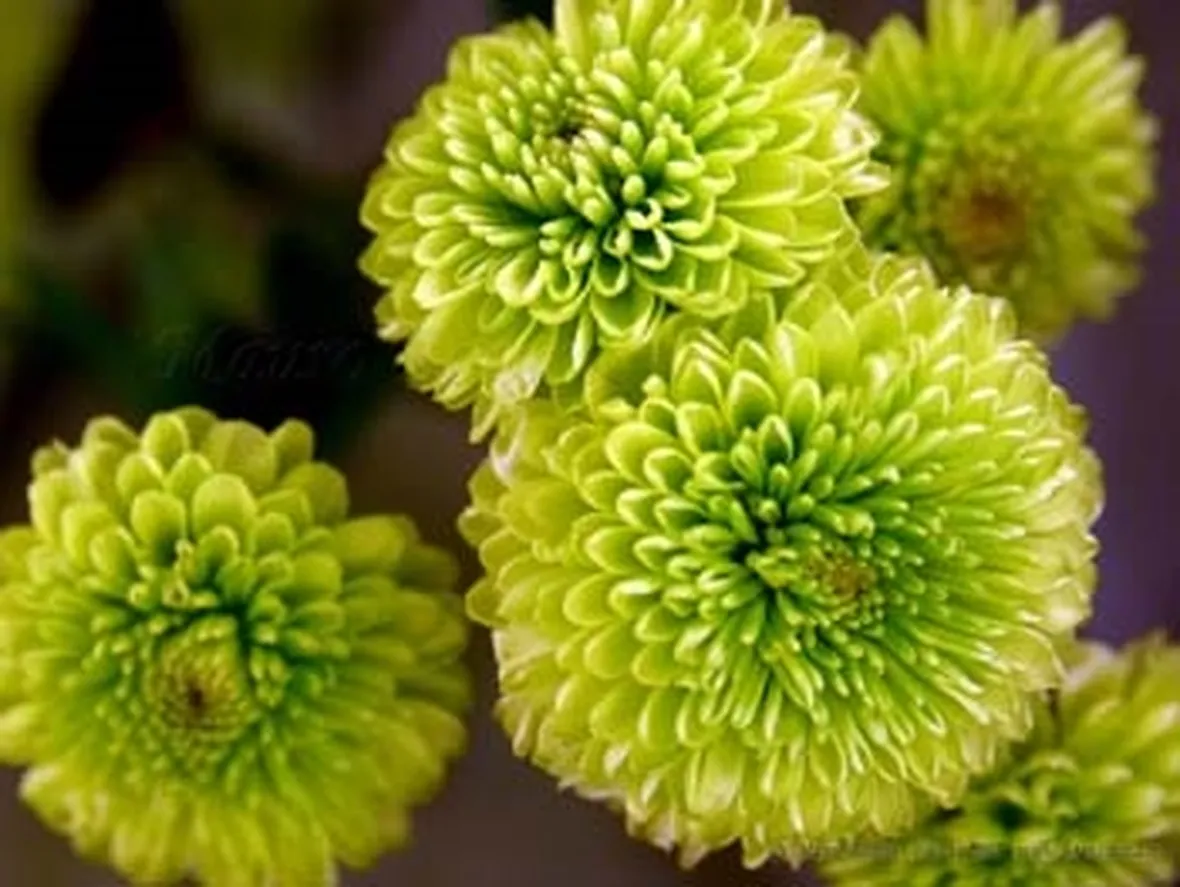 invio fiori per battesimo-5