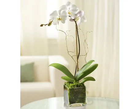 invio fiori per battesimo-6