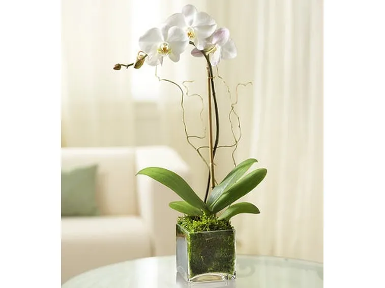 invio fiori per battesimo-6