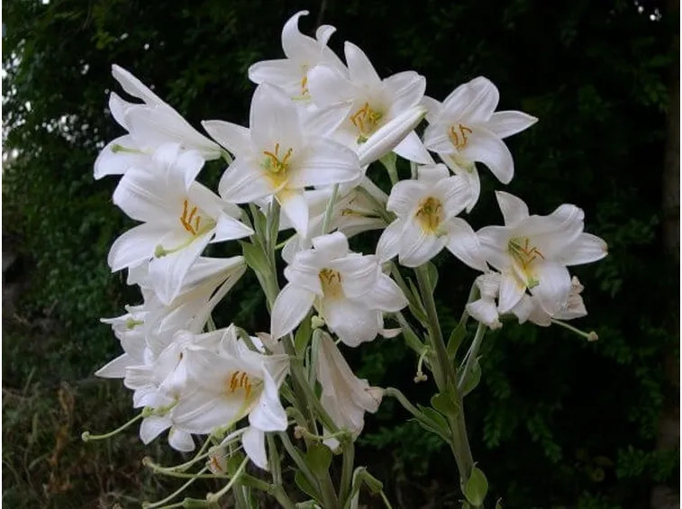 invio fiori per battesimo