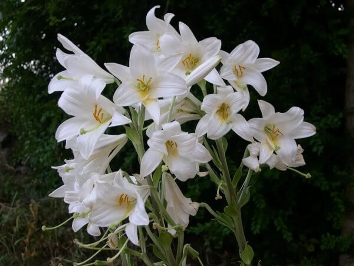 invio fiori per battesimo