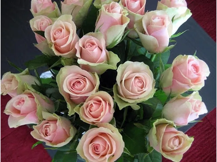 invio fiori per chiedere scusa-6