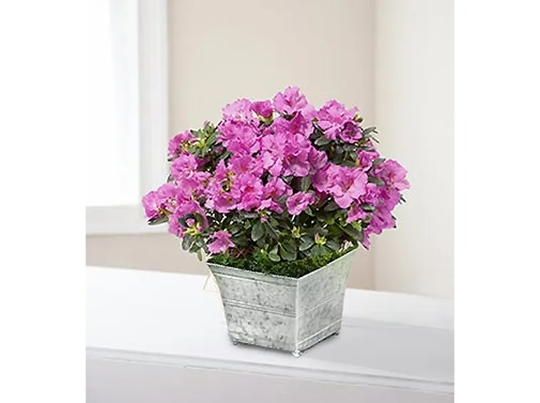 invio fiori per compleanno-1