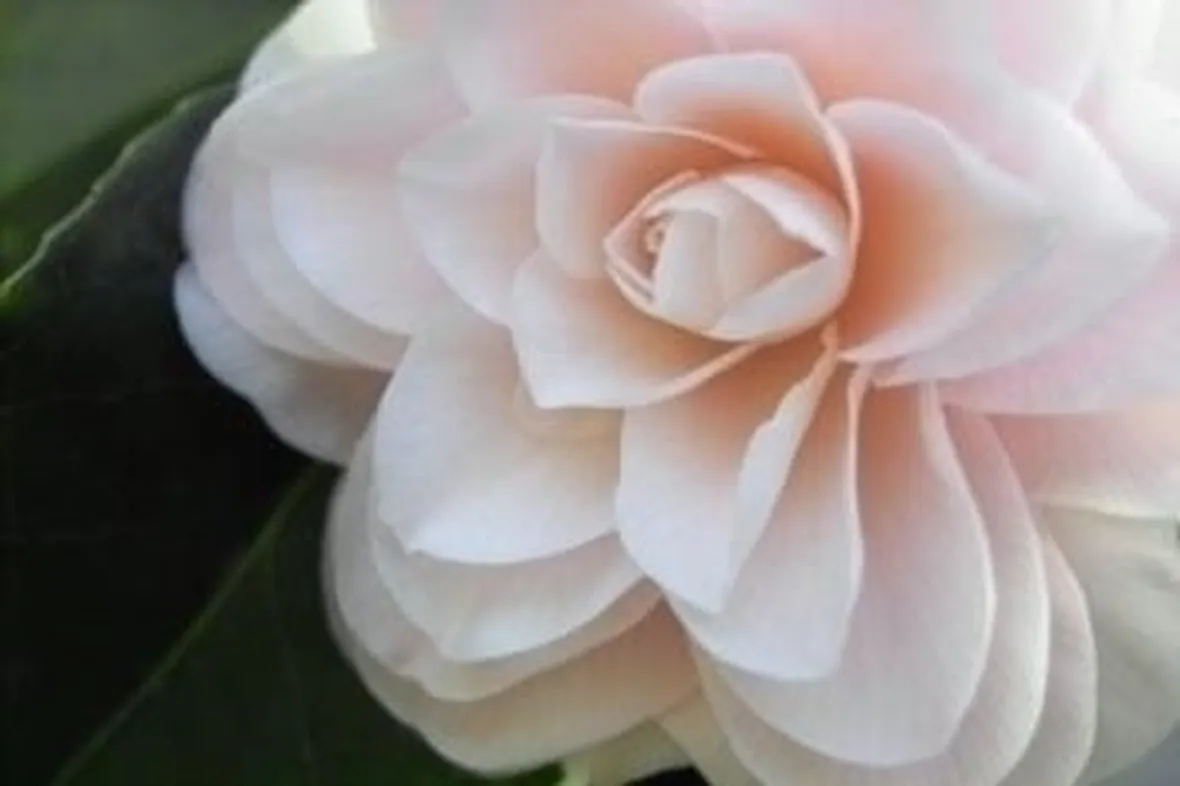 invio fiori per compleanno-3