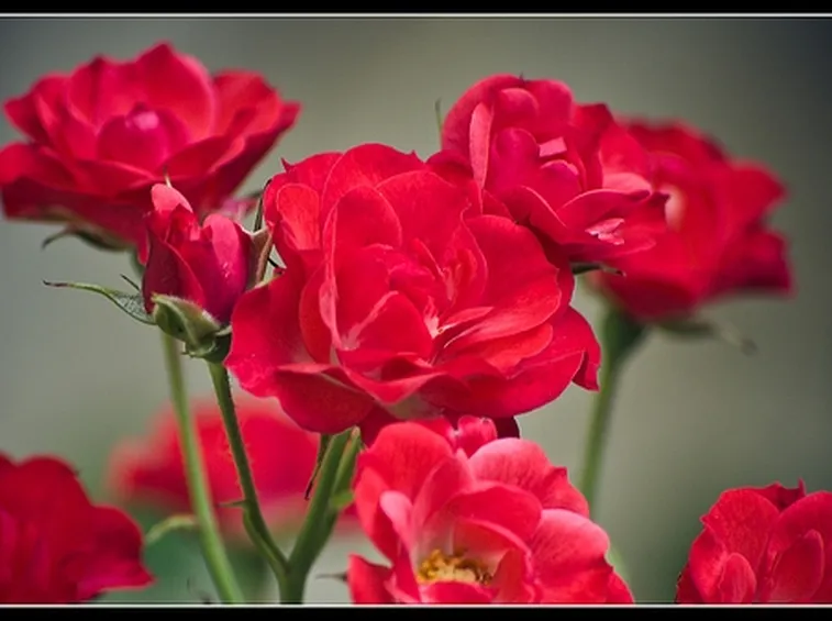 invio fiori per condoglianze-1