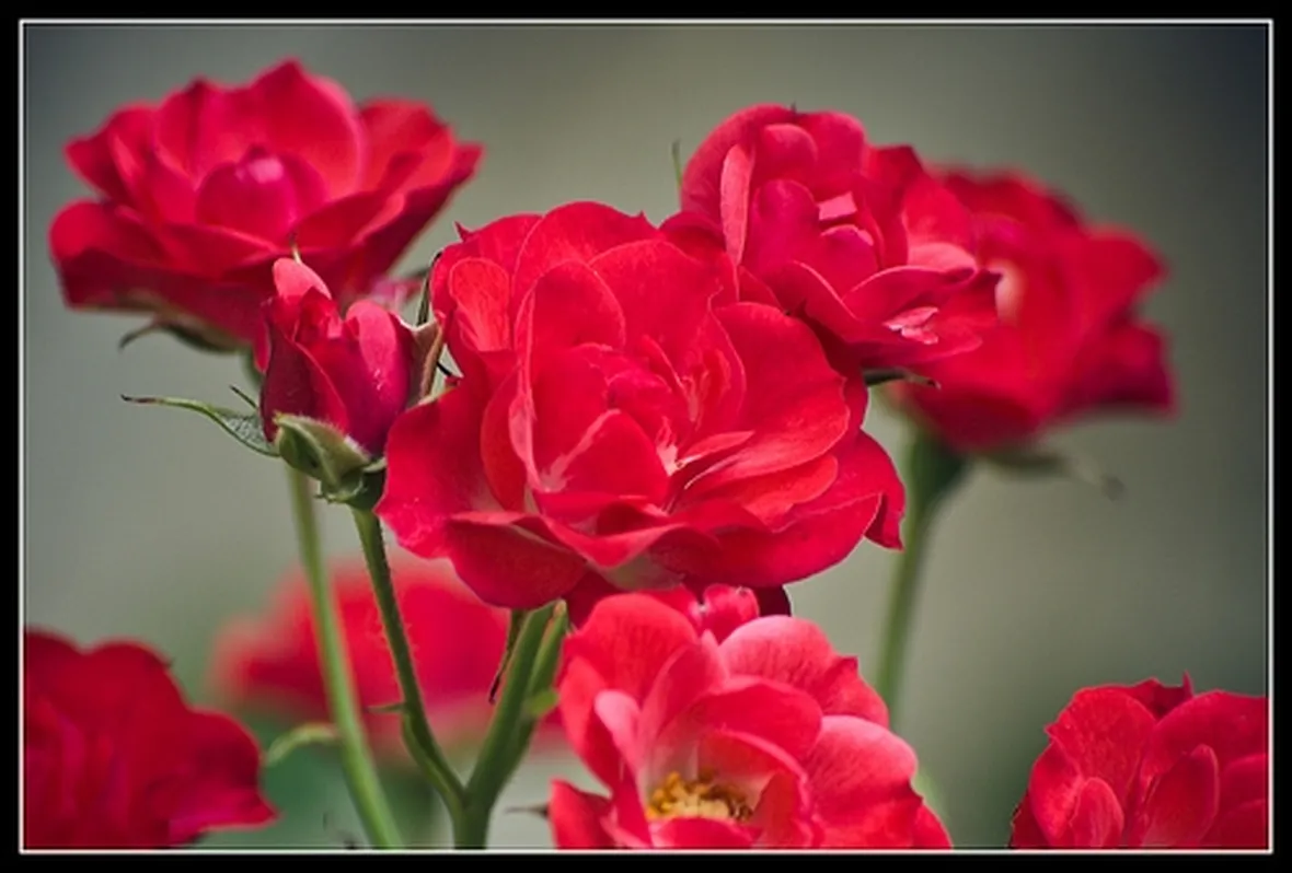 invio fiori per condoglianze-1