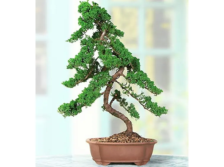 invio fiori per condoglianze-2