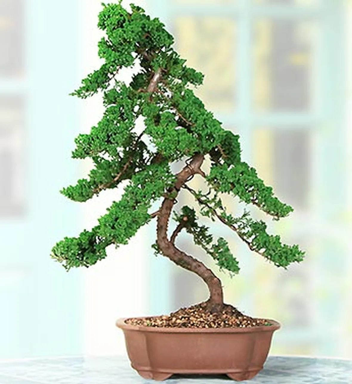 invio fiori per condoglianze-2