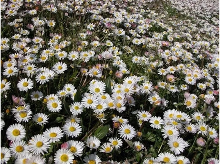 invio fiori per condoglianze-4