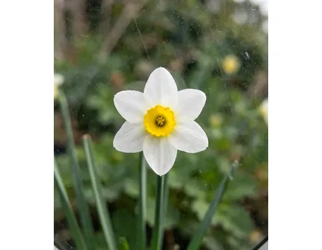 invio fiori per condoglianze-5