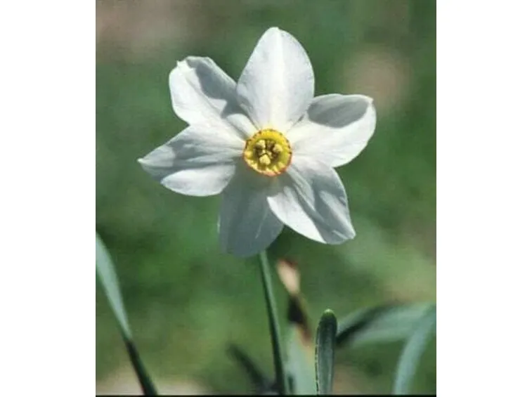 invio fiori per condoglianze-5