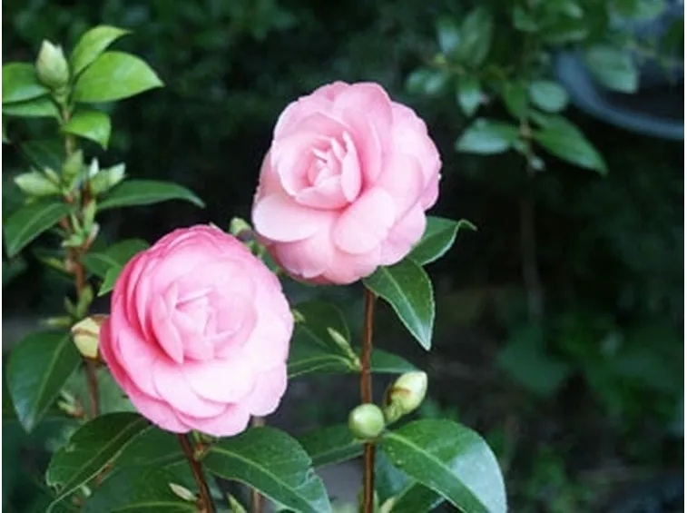 invio fiori per congratulazioni-7