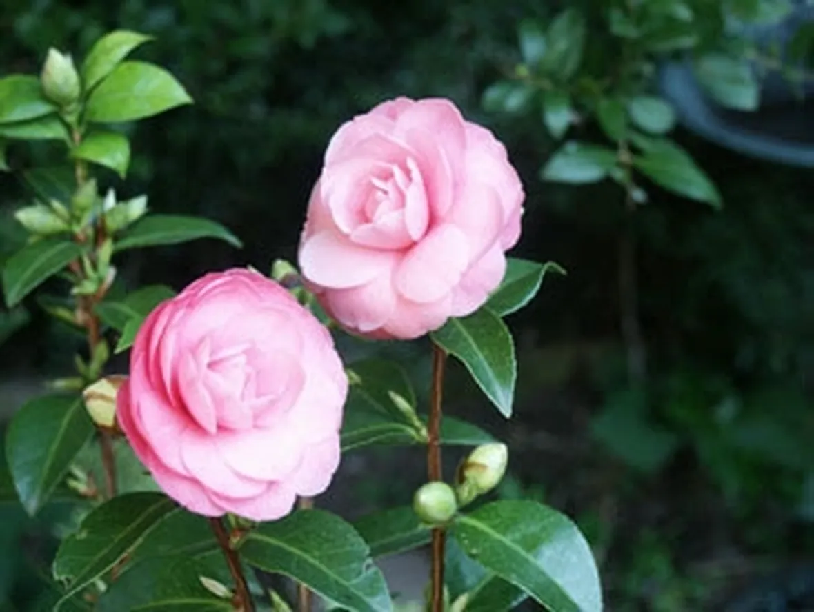 invio fiori per congratulazioni-7