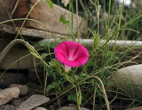 invio fiori per dirti che...
