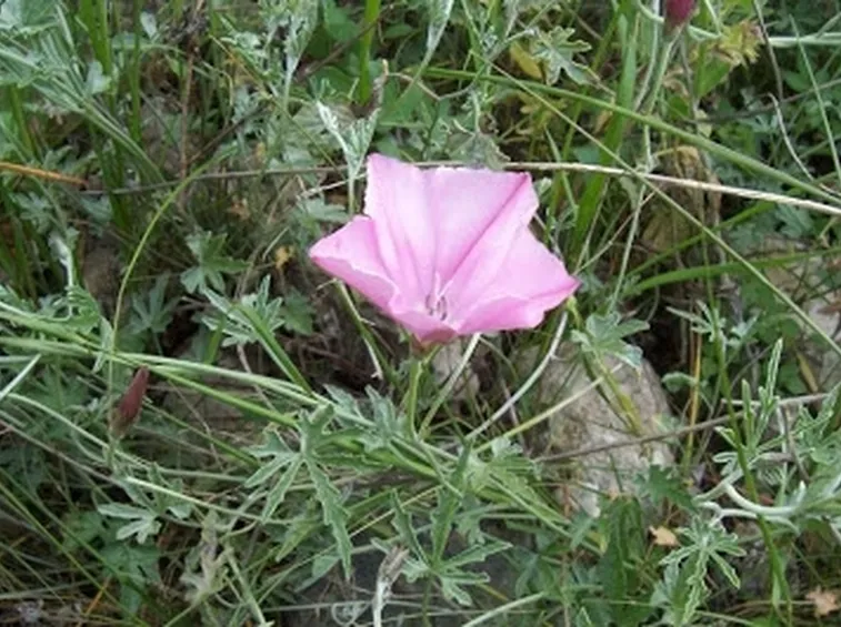 invio fiori per dirti che...