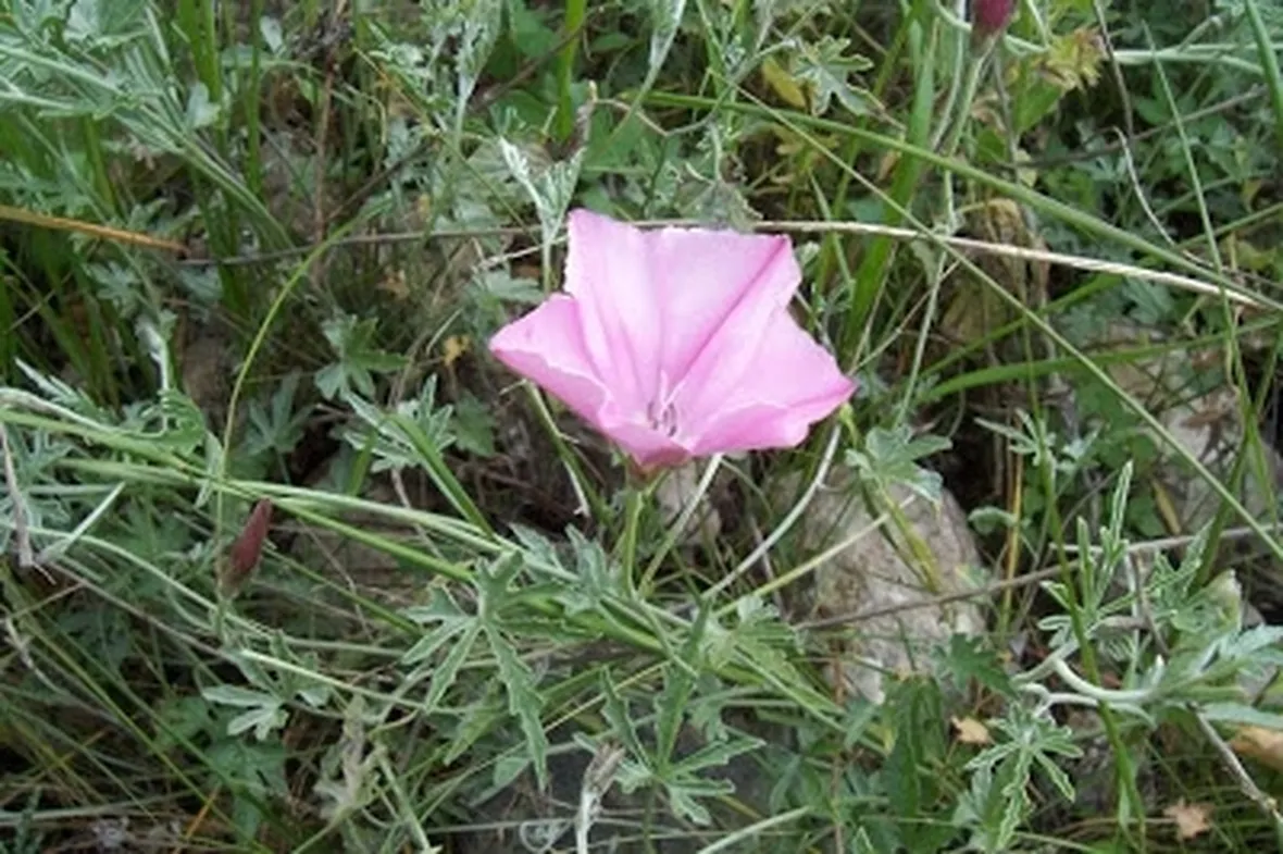 invio fiori per dirti che...