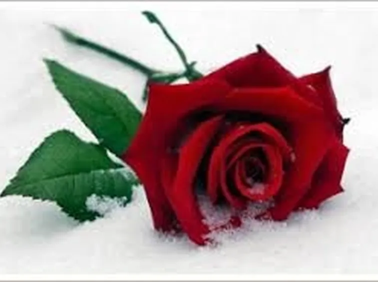 invio fiori per festa della donna-1