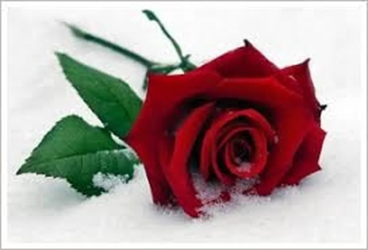 invio fiori per festa della donna-1