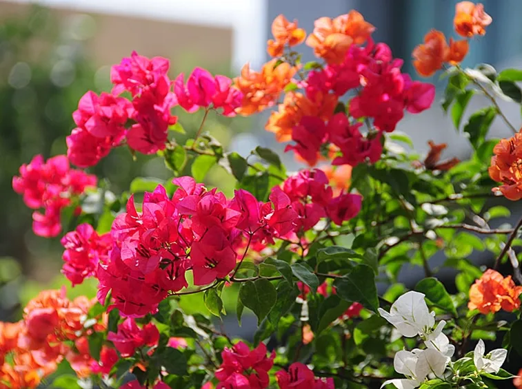 invio fiori per festa della donna-2