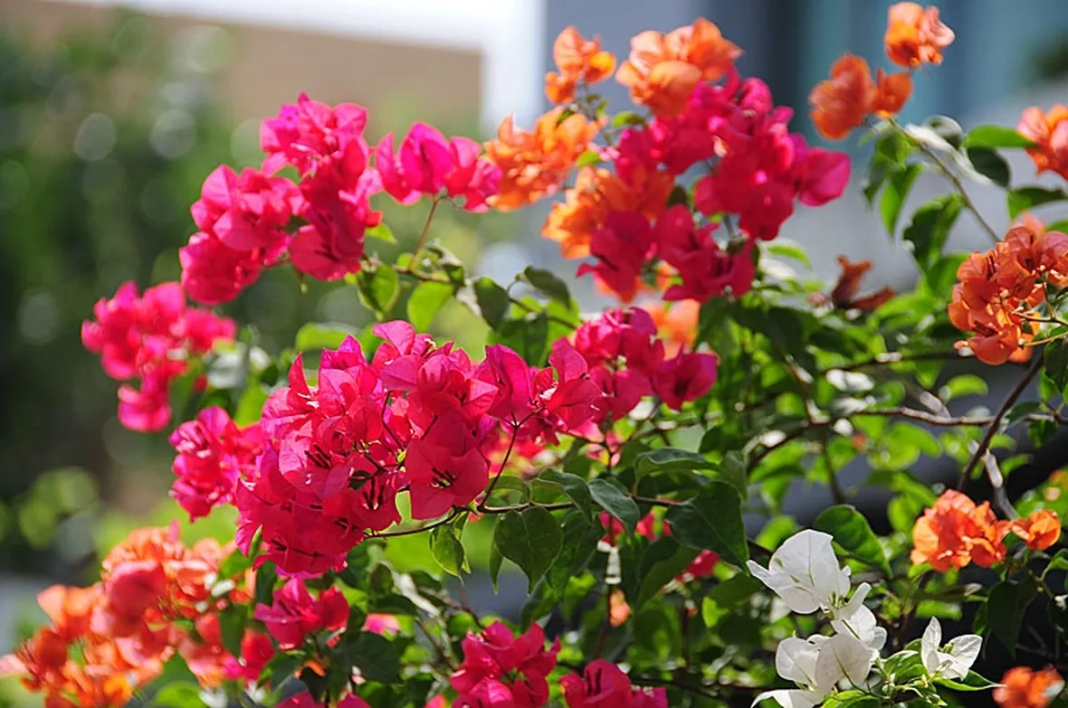 invio fiori per festa della donna-2