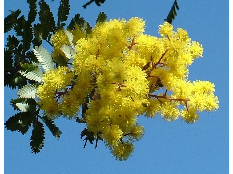 invio fiori per festa della donna-6