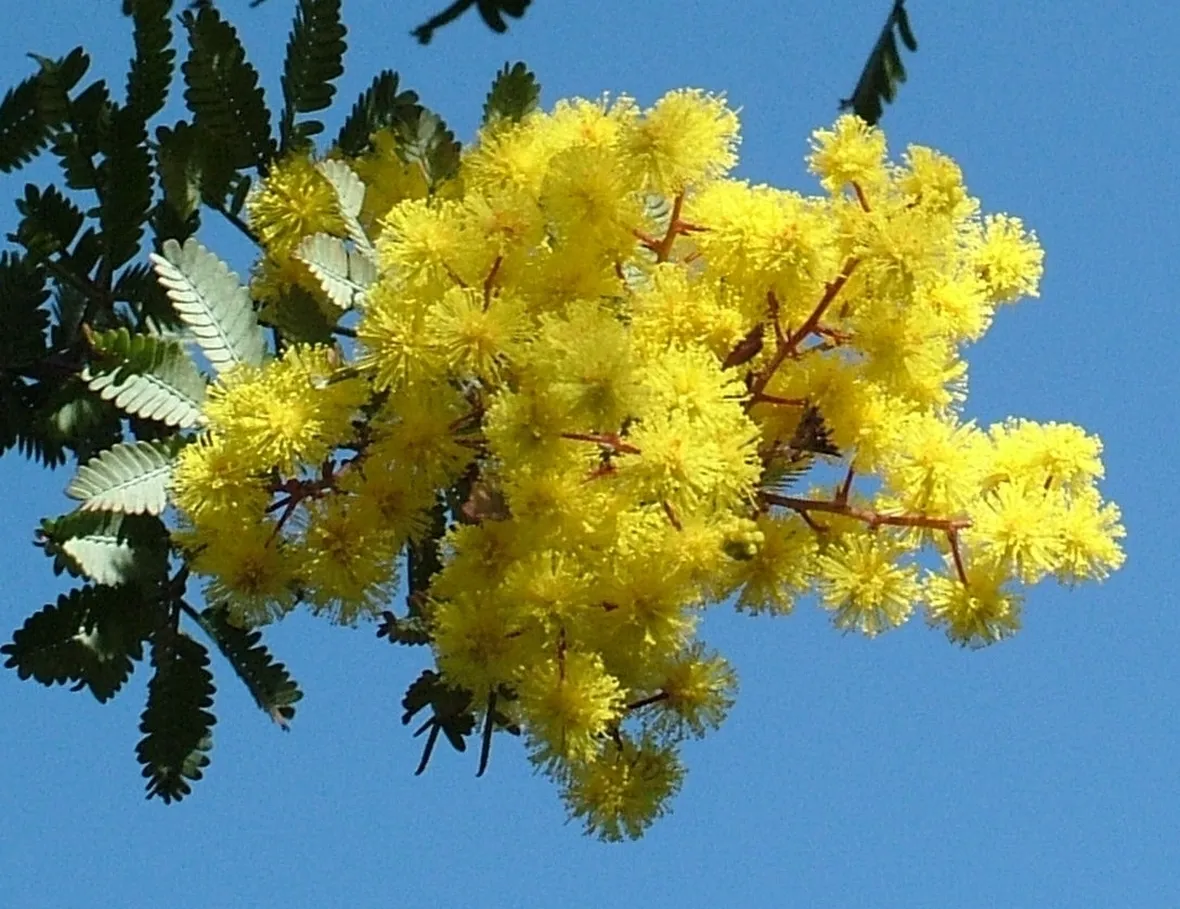 invio fiori per festa della donna-6