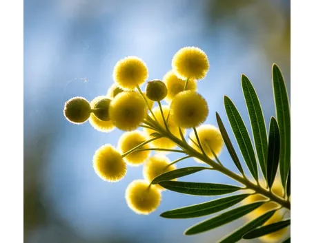invio fiori per festa della donna-7