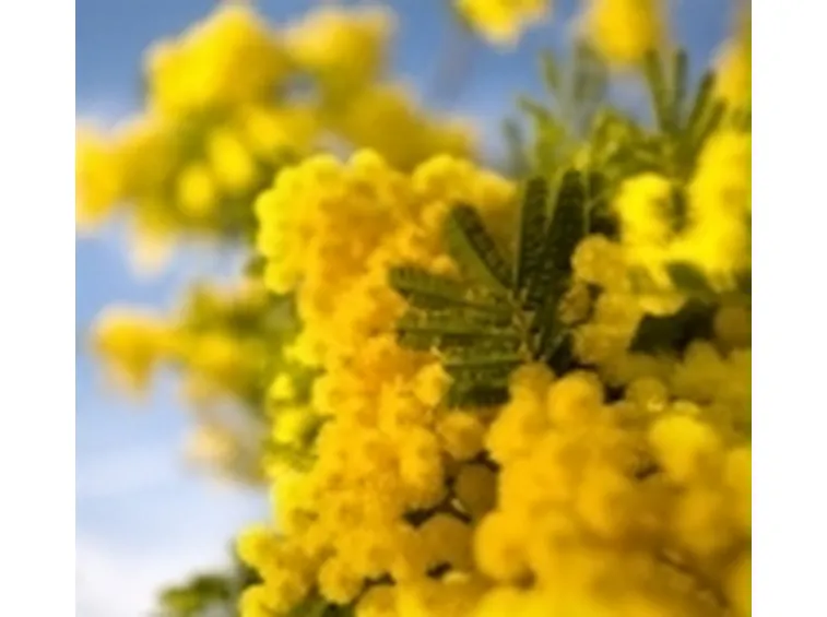 invio fiori per festa della donna-7