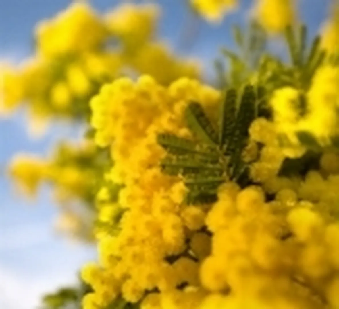 invio fiori per festa della donna-7