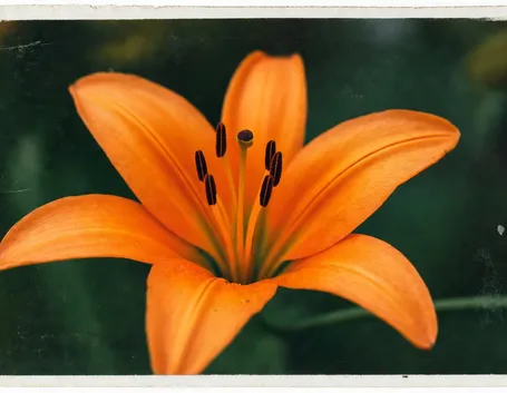 invio fiori per festa della donna
