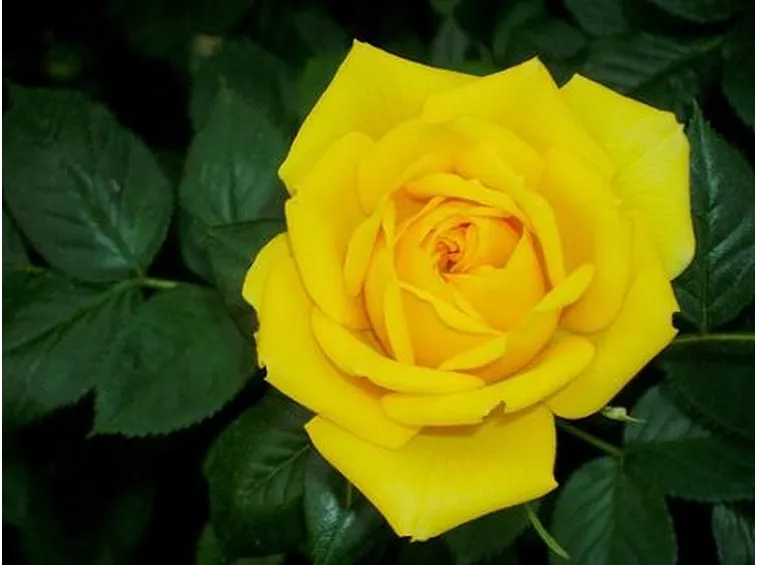 invio fiori per festa della mamma-2