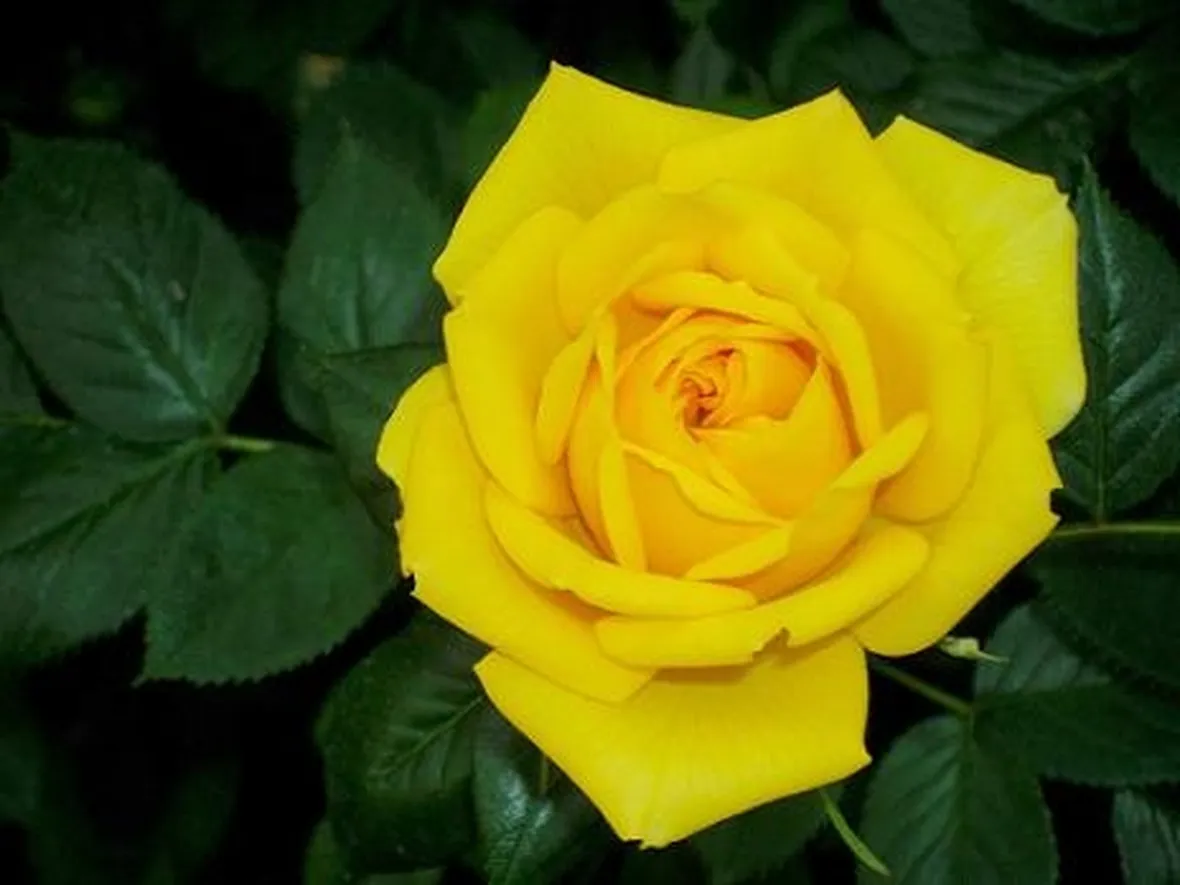 invio fiori per festa della mamma-2