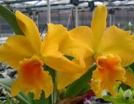 invio fiori per fidanzamento-1