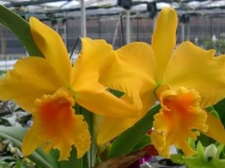 invio fiori per fidanzamento-1