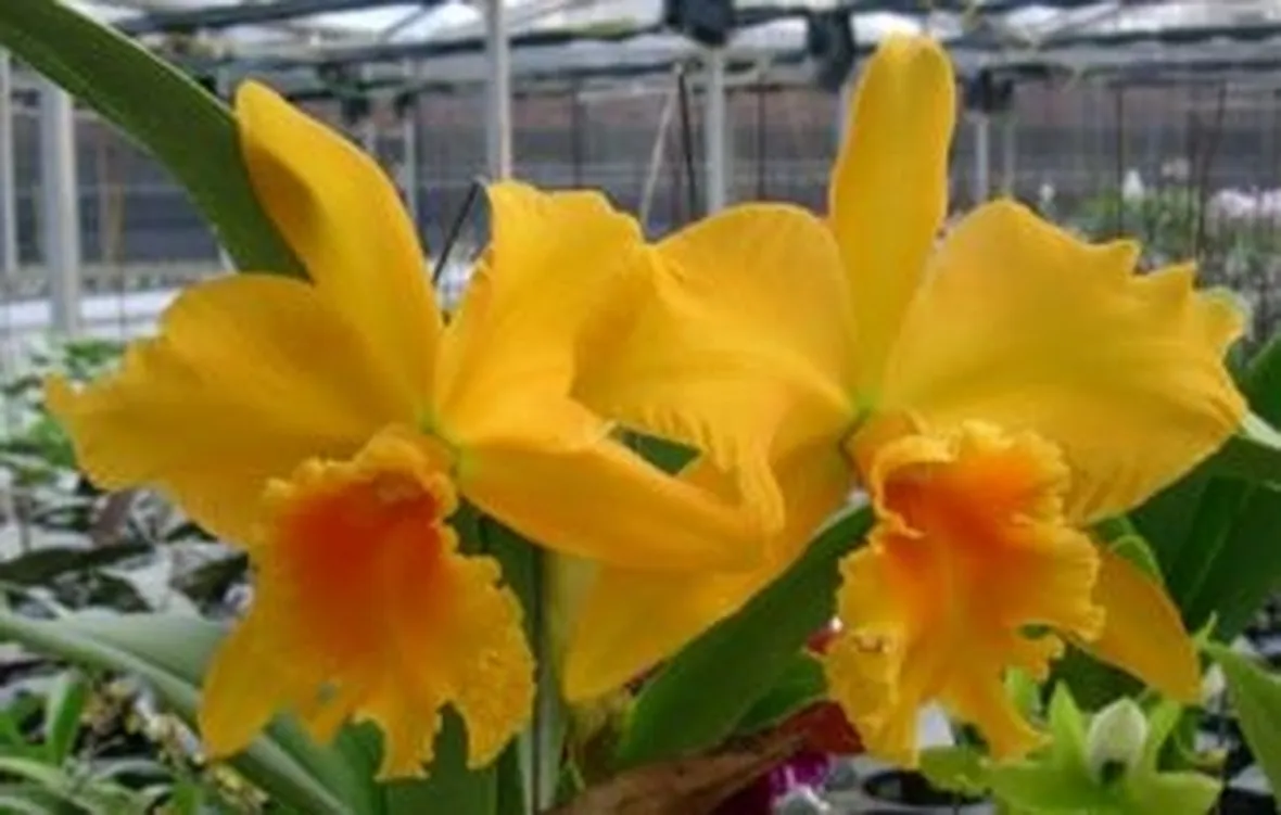 invio fiori per fidanzamento-1