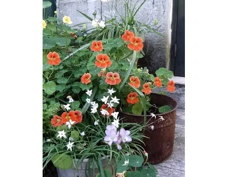 invio fiori per fidanzamento-2